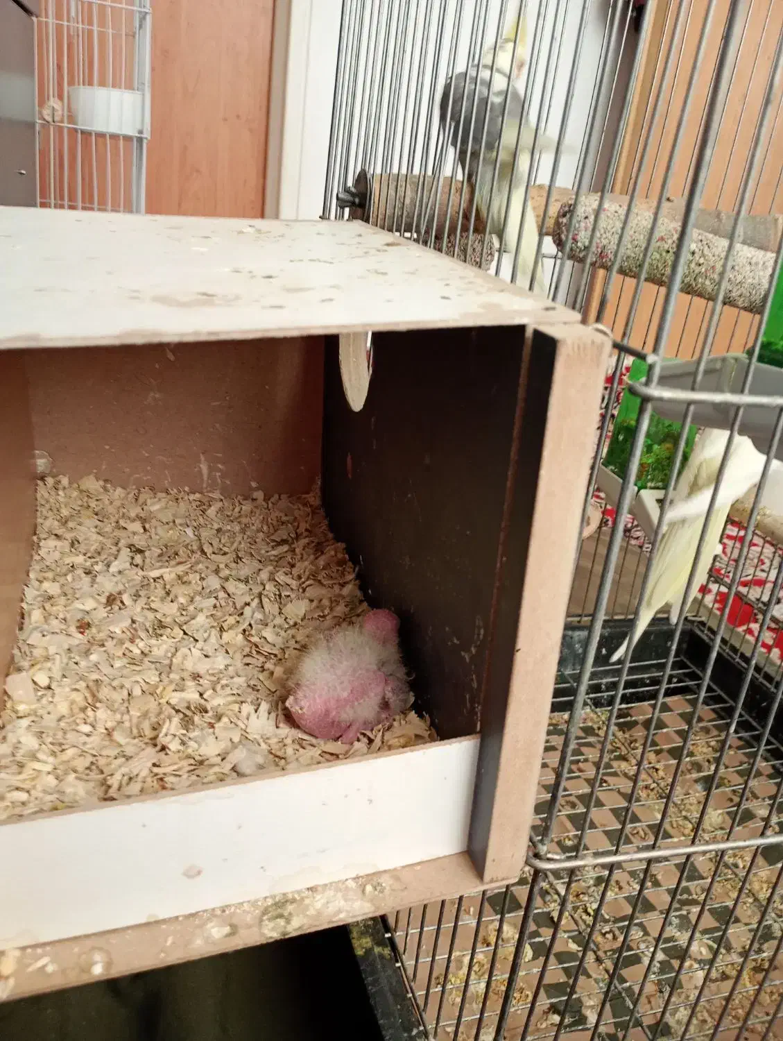 فروش عروس هلندی مولد|پرنده|تهران, شهرک رضویه|دیوار