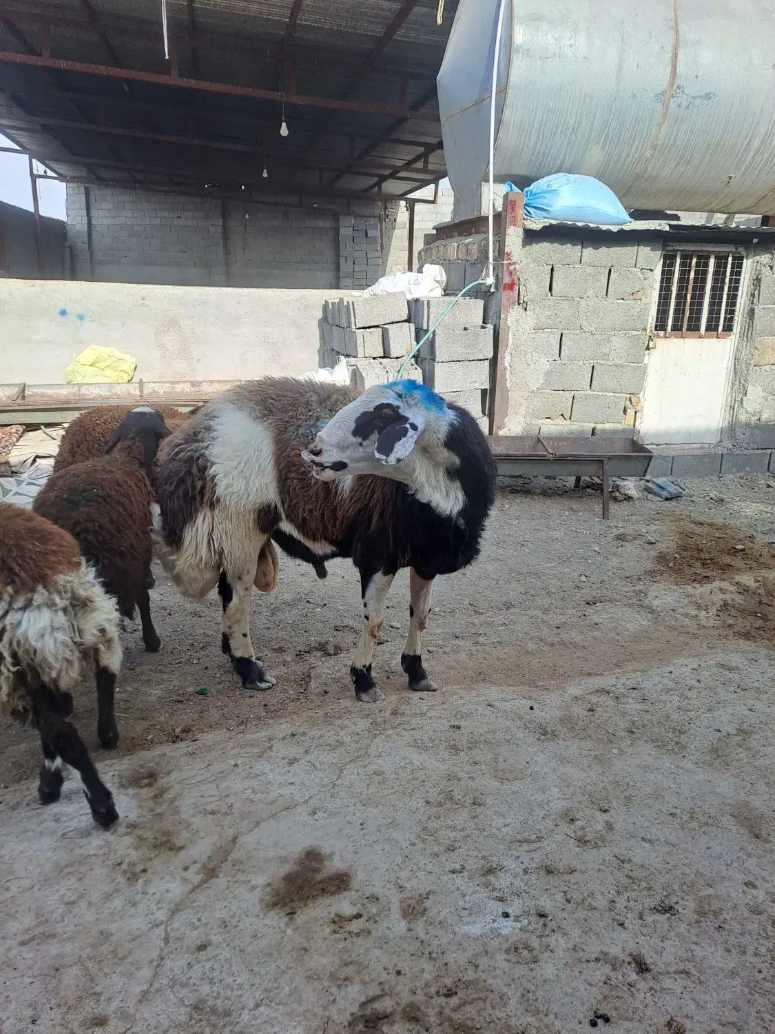 بروجروی پلنگی قوچ شیشک|حیوانات مزرعه|رضویه, |دیوار