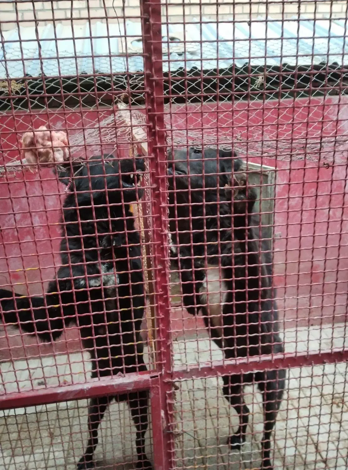 سگ نگهبان|سگ|صفادشت, |دیوار