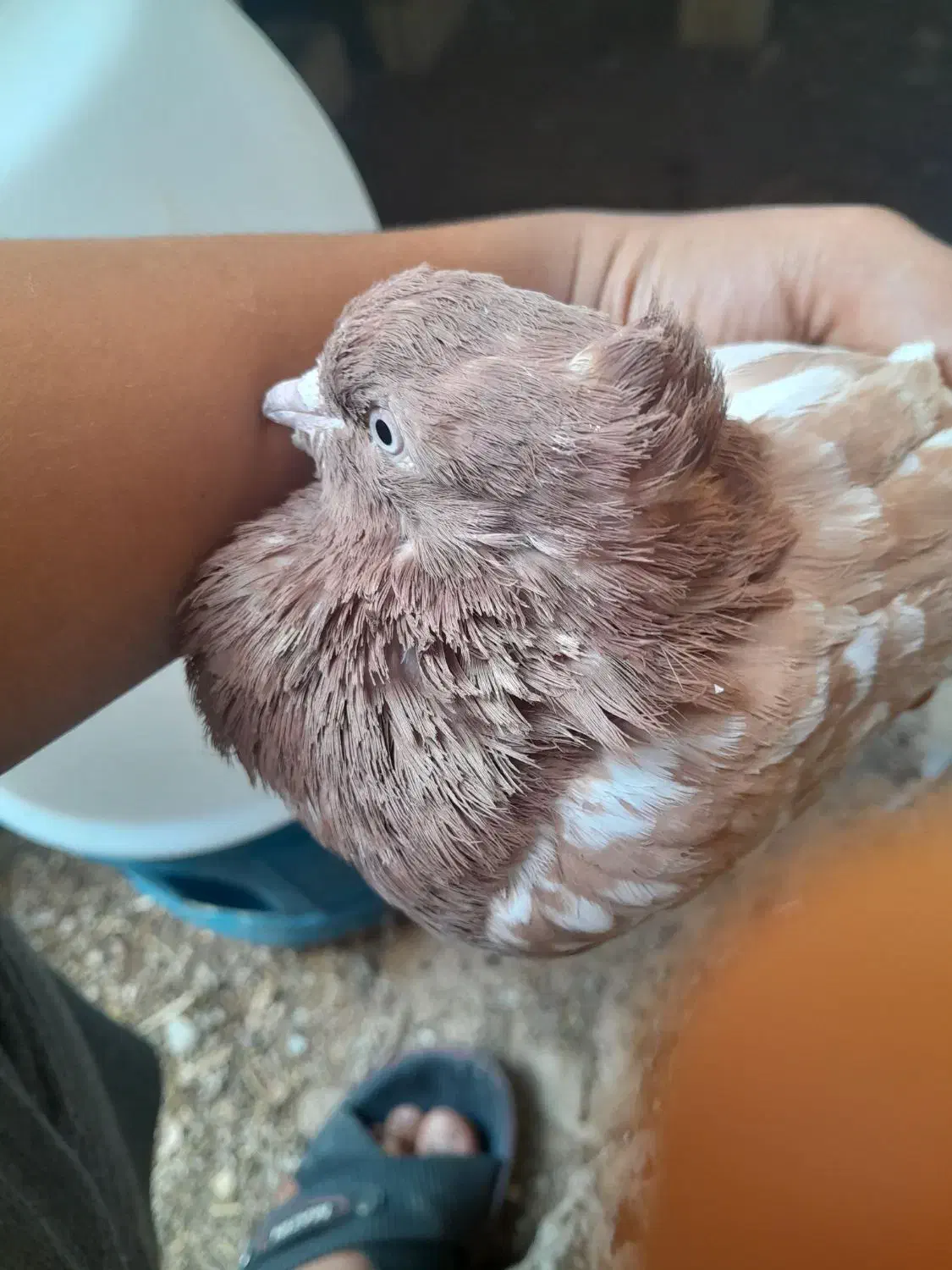 کبوتر سینه ای|پرنده|کوه چنار, |دیوار