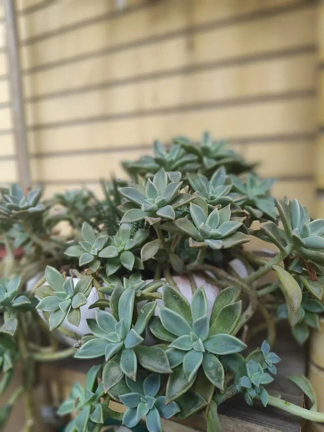 گل های زیبا|گل و گیاه طبیعی|تبریز, |دیوار