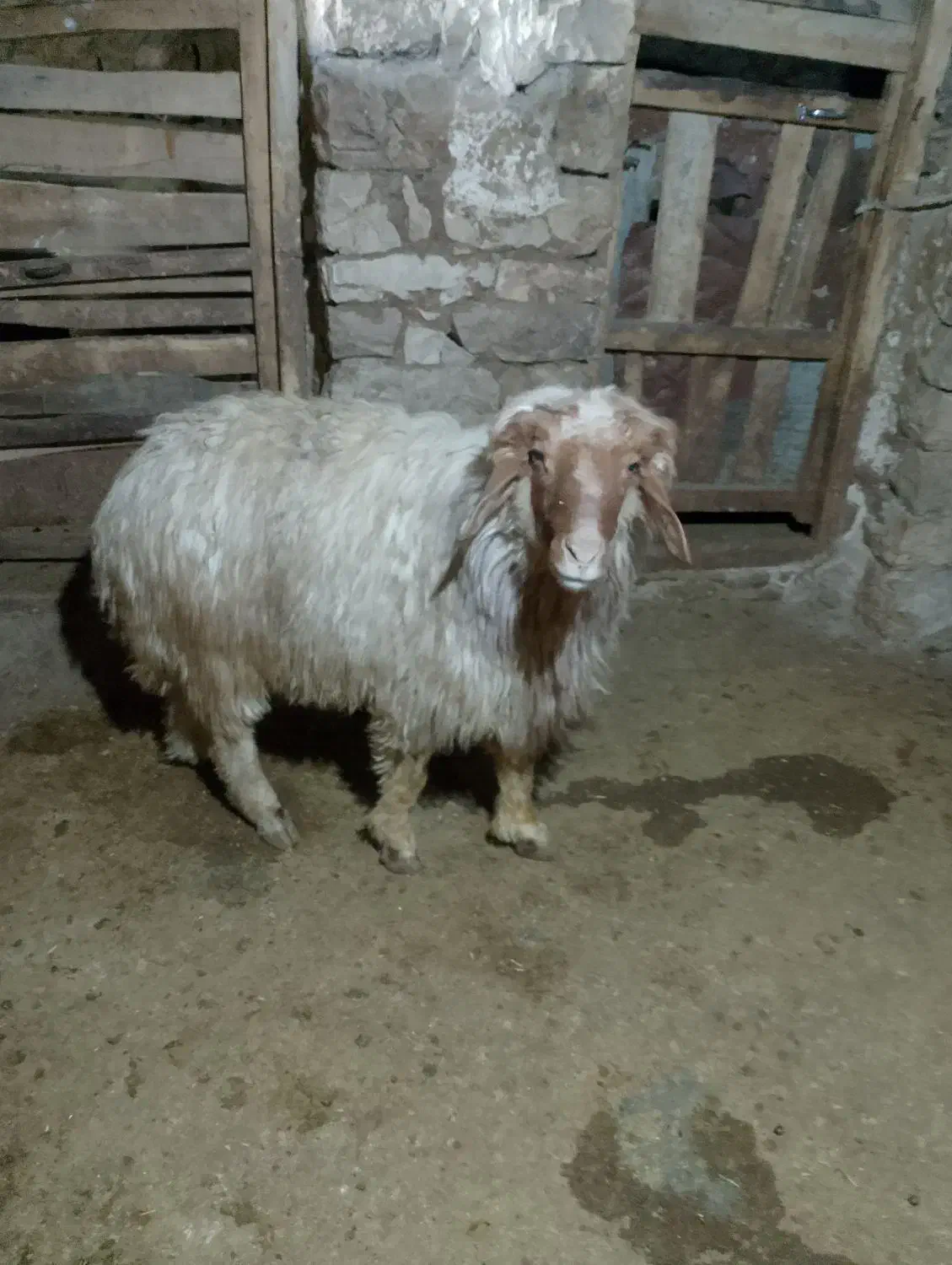 ورن یا قوچ گوسفند درجه یک داشتی|حیوانات مزرعه|کامیاران, |دیوار