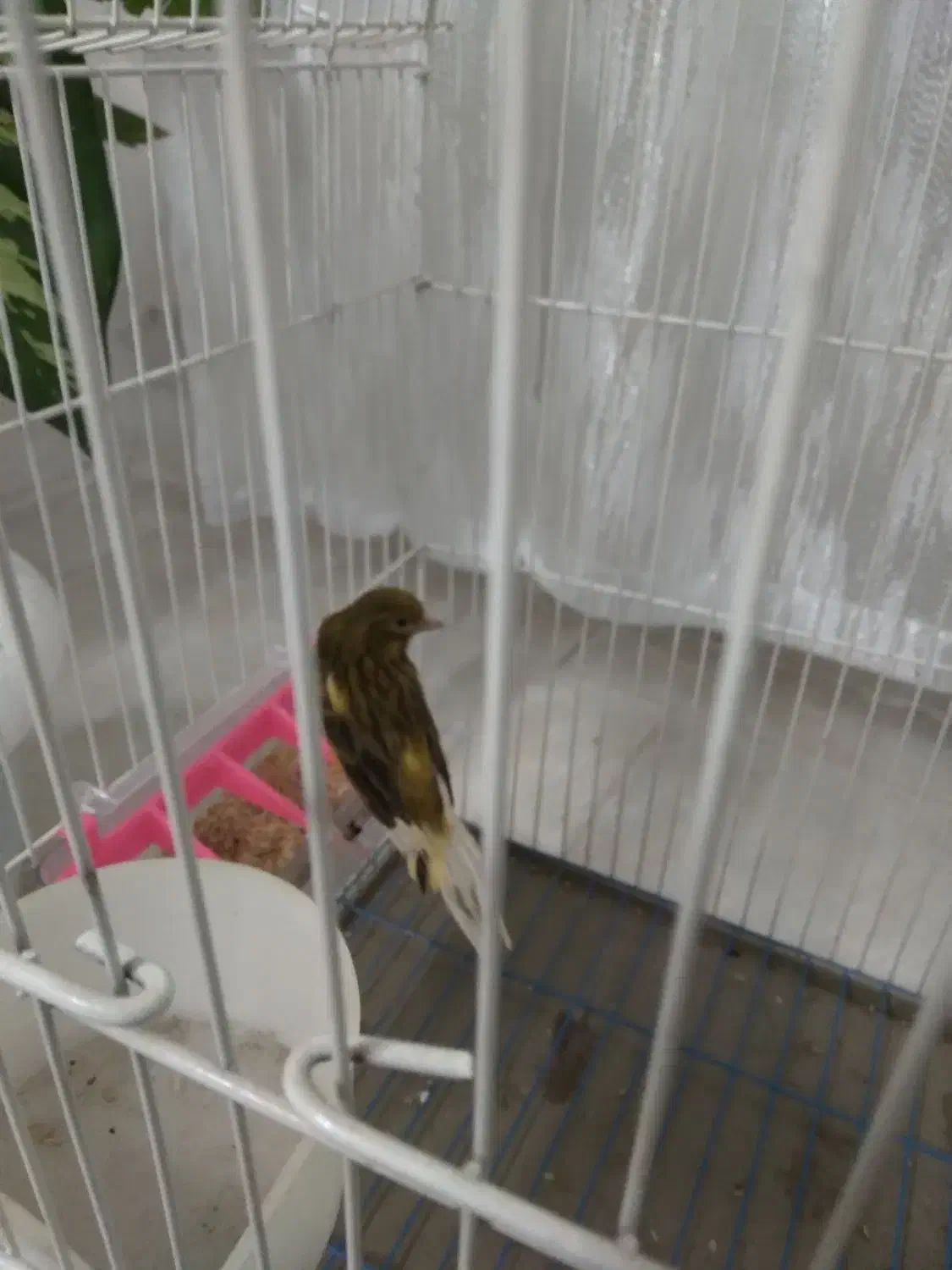 قناری نر|پرنده|تهران, یافت آباد جنوبی|دیوار