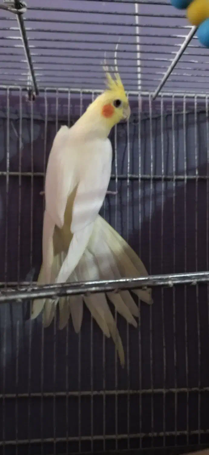 عروس ماده|پرنده|بندر دیر, |دیوار