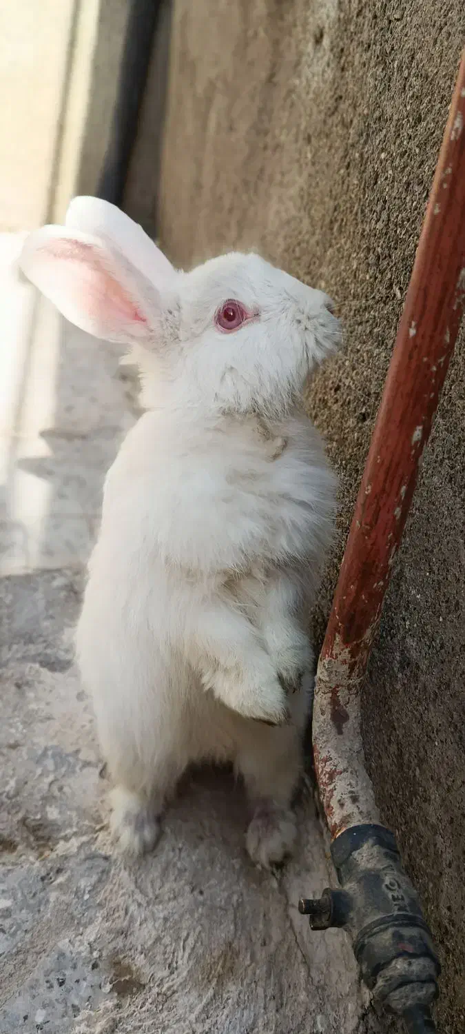 خرگوش|موش و خرگوش|مشهد, همت آباد|دیوار