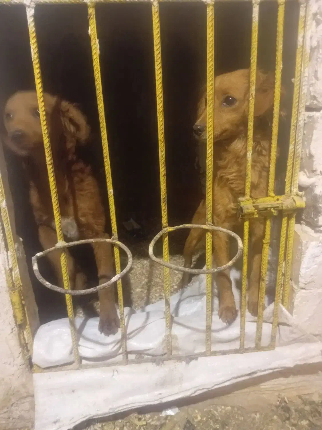 وارداتی ازاسپانیا|سگ|ایواوغلی, |دیوار