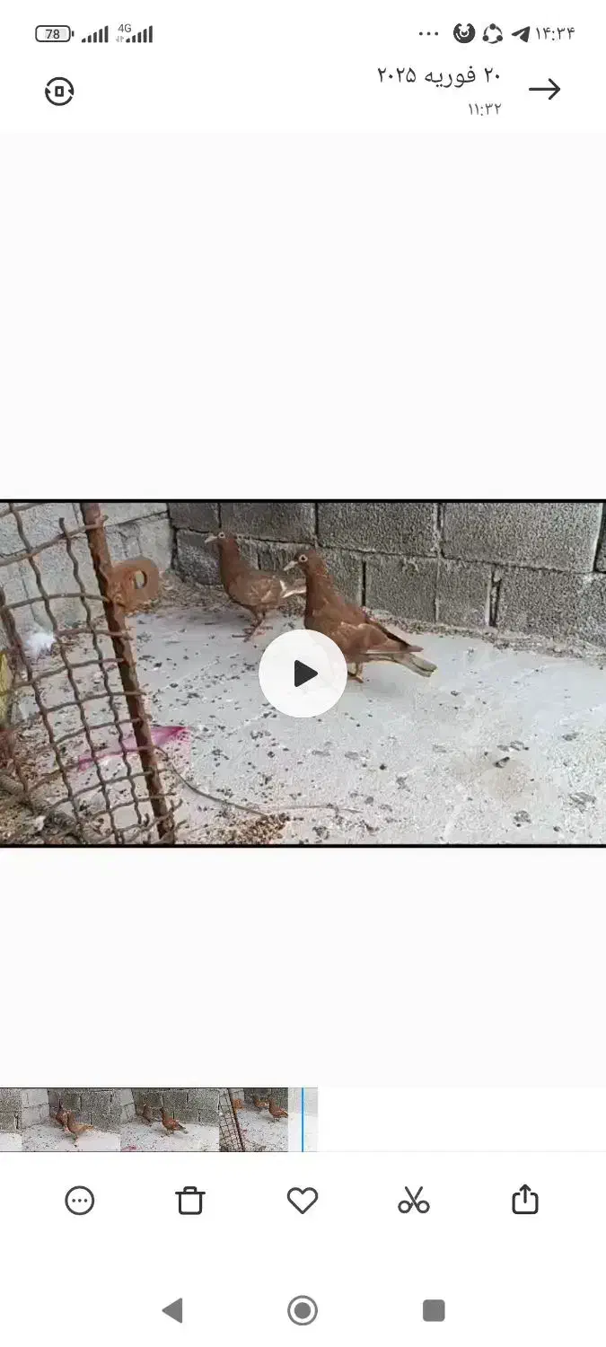 وحدتیه|پرنده|وحدتیه, |دیوار