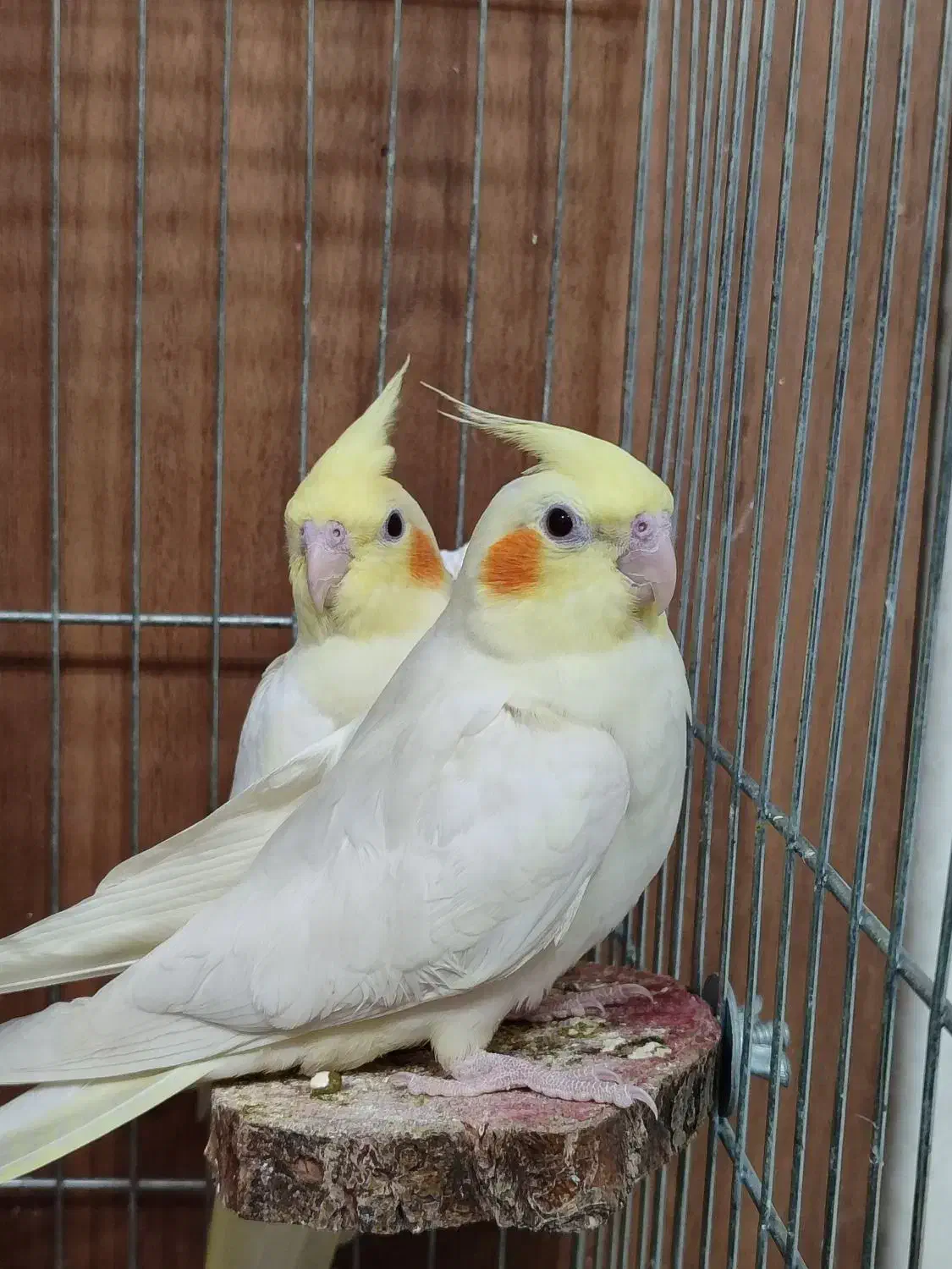 عروس هلندی یک ماه و نیمه لوتینو فول دستی|پرنده|شیراز, تندگویان|دیوار