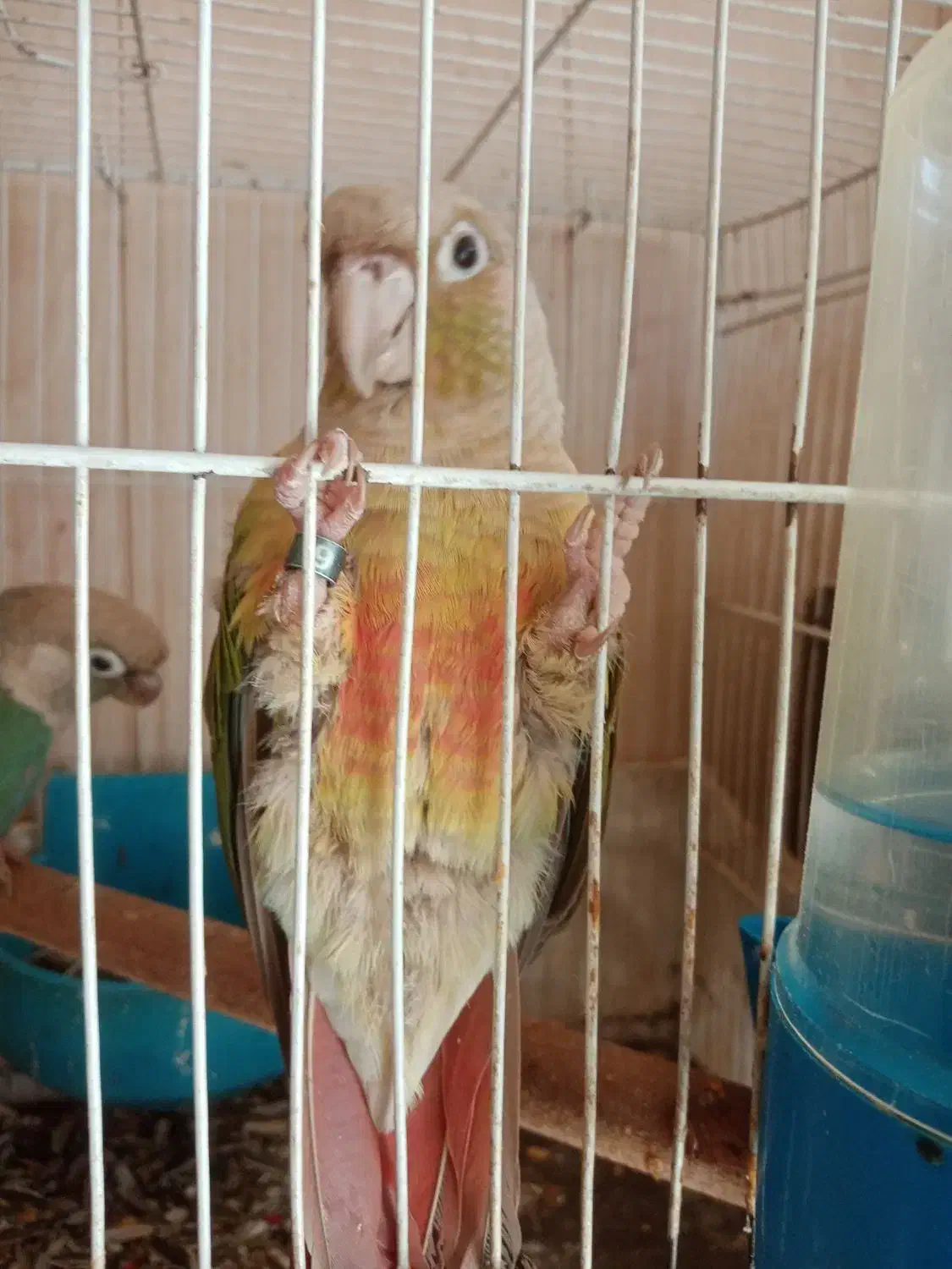 طوطی گرینچیک نر بالغ|پرنده|نجف‌آباد, امیرآباد|دیوار