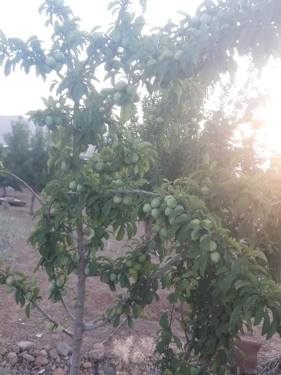 باغ|فروش دفتر صنعتی، کشاورزی، تجاری|تیران, |دیوار