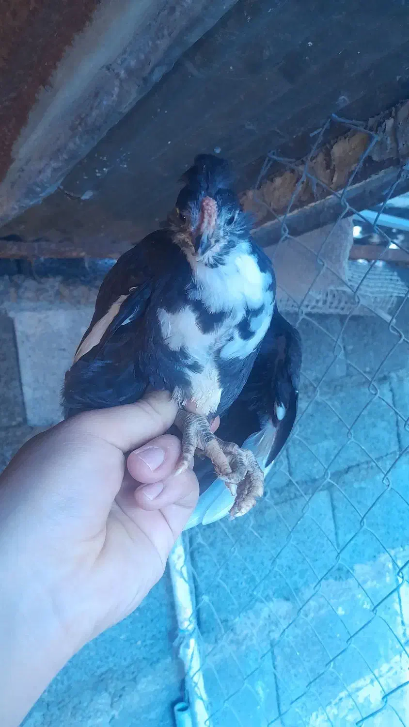 فروش جوجه گلین ۳۵ روزه|حیوانات مزرعه|قائمشهر, |دیوار