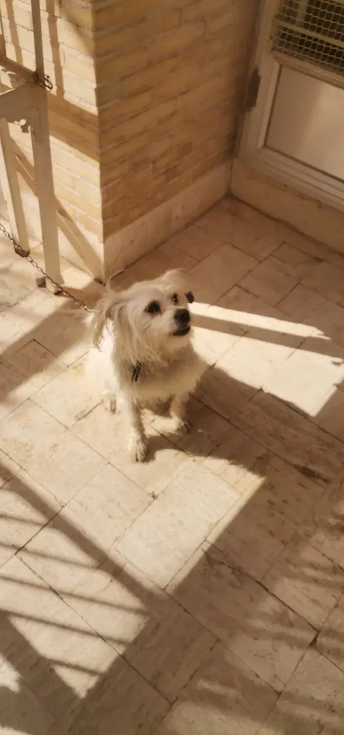 سگ پا کوتاه سفید. خیلی با نمک|سگ|یزد, |دیوار