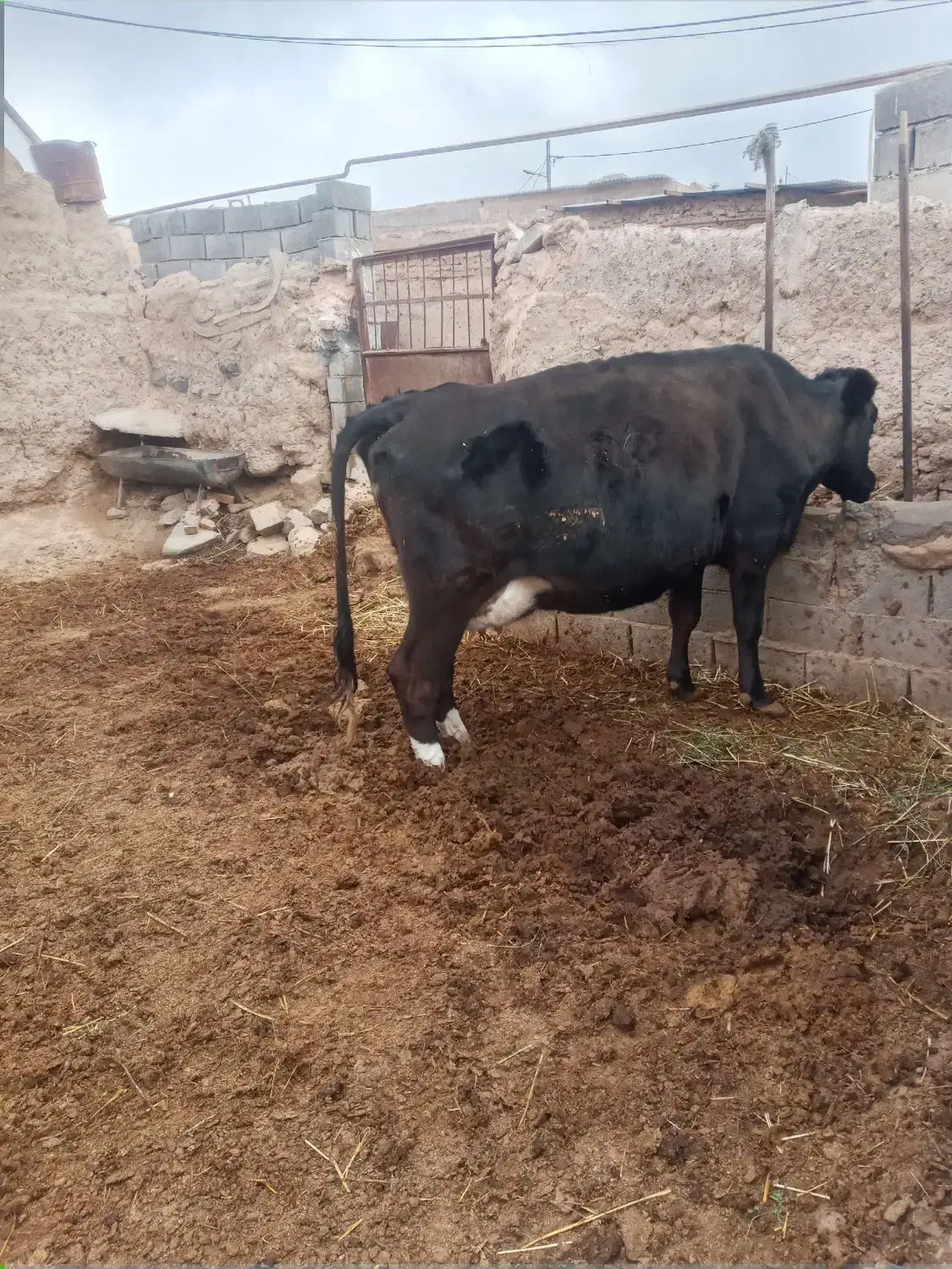 دوراس گاویک راس گوساله ماده ۷ماهه|حیوانات مزرعه|تربت جام, جلگه موسی آباد|دیوار