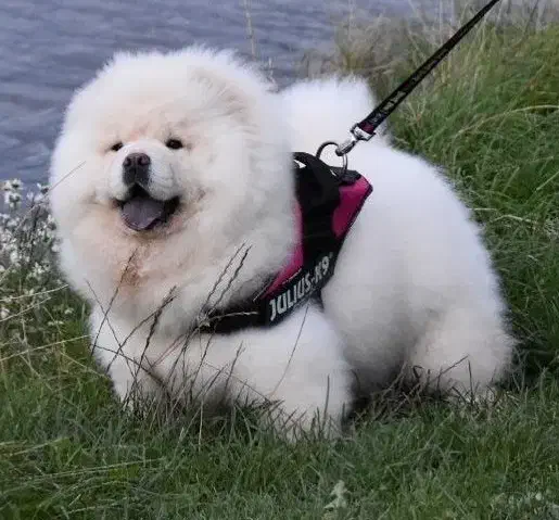 چاوچاو پرتقالی و سفید درجه یک|سگ|فیروزکوه, |دیوار