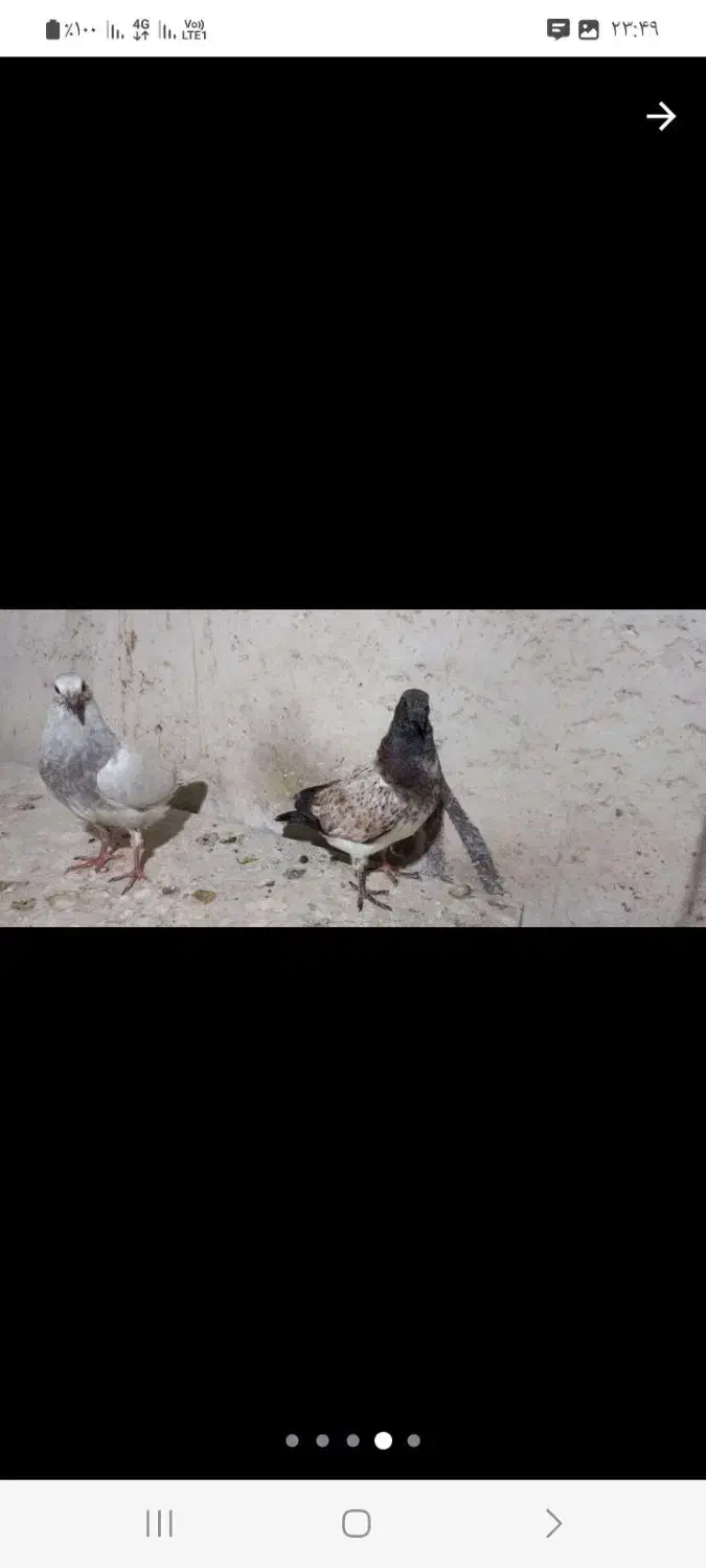 جوجه کبوتر پرشی|پرنده|آمل, |دیوار