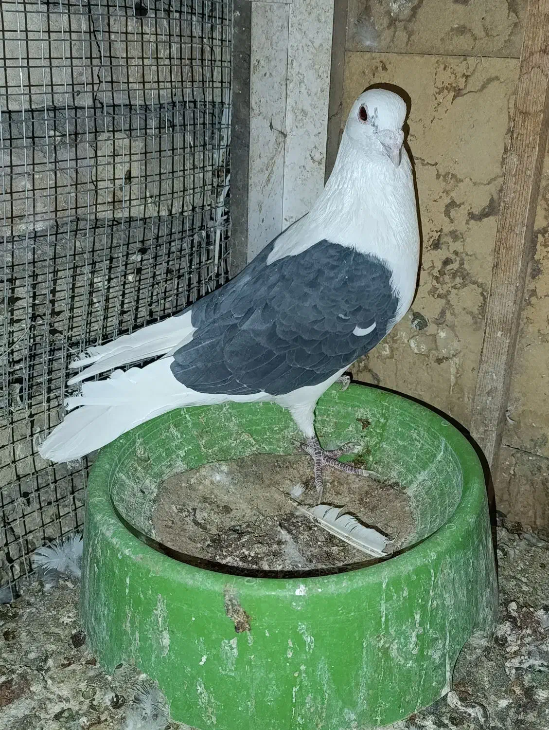 ۳عدد نر ابلغ|پرنده|بافق, |دیوار