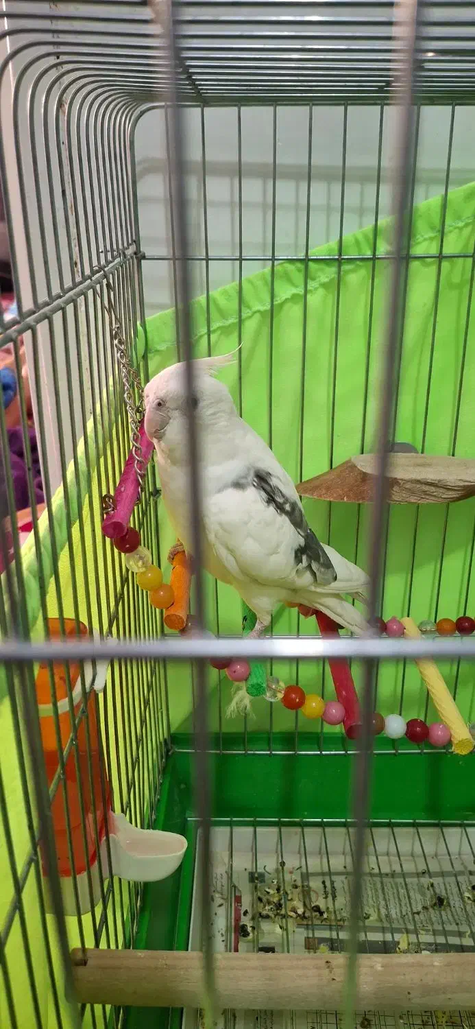 عروس هلندی سالم وسرحال|پرنده|اسلامشهر, شاطره|دیوار