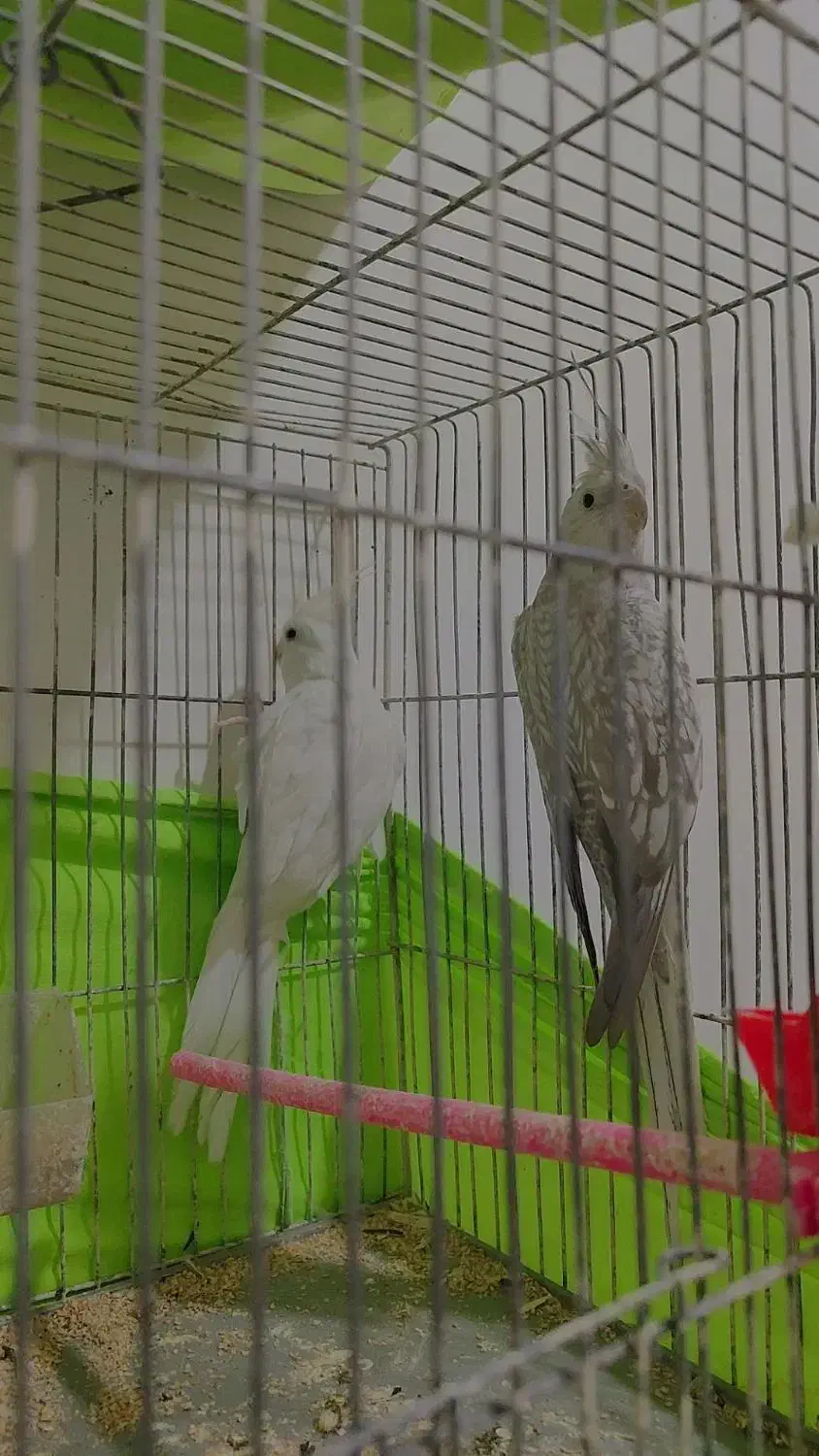 عروس هلندی پرنده|پرنده|بهارستان, |دیوار