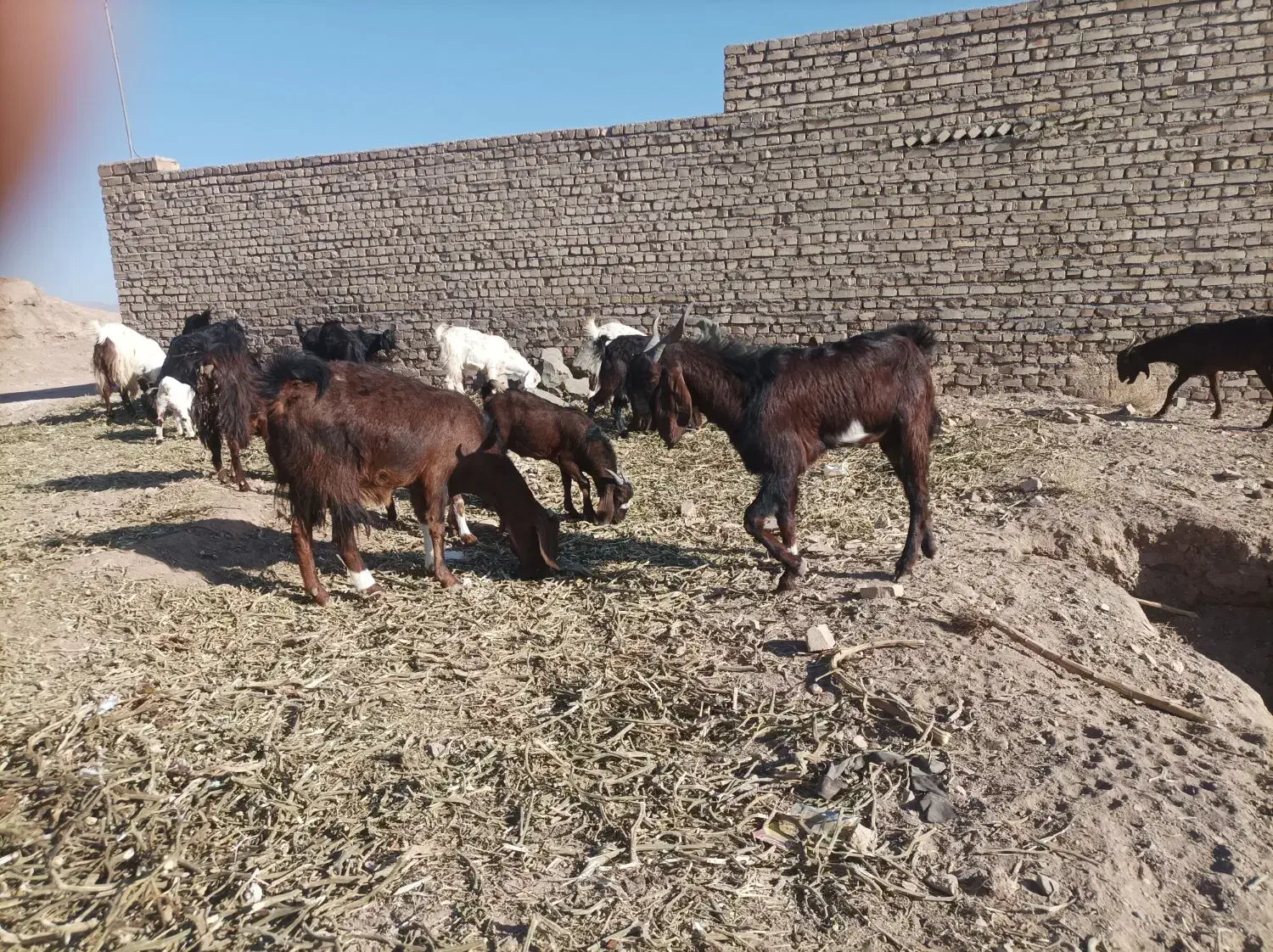 بزوبزغاله فروشی۶۵۰۰|حیوانات مزرعه|کوهسرخ, |دیوار