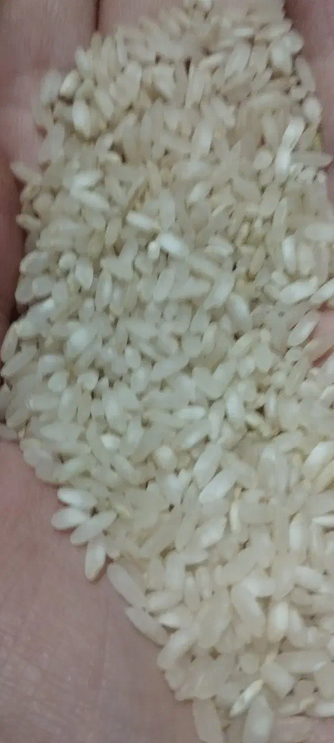 برنج ونیم دانه کامفیروزی و عنبربو درجهیک میخای بیا|خوردنی و آشامیدنی|شیراز, تندگویان|دیوار