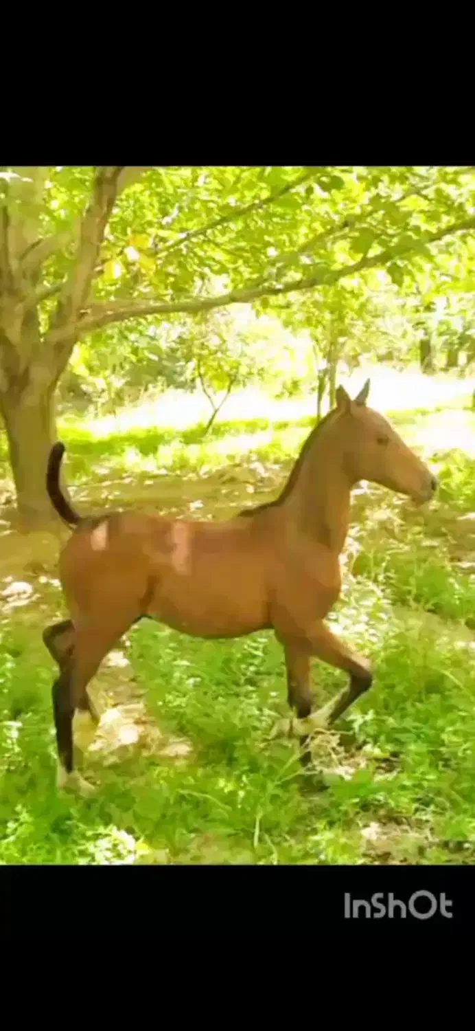 مادیون ترکی|اسب و تجهیزات اسب‌سواری|اقلید, |دیوار