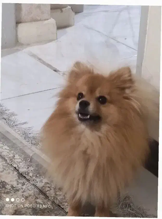 سگ پامر|سگ|اصفهان, خرم|دیوار