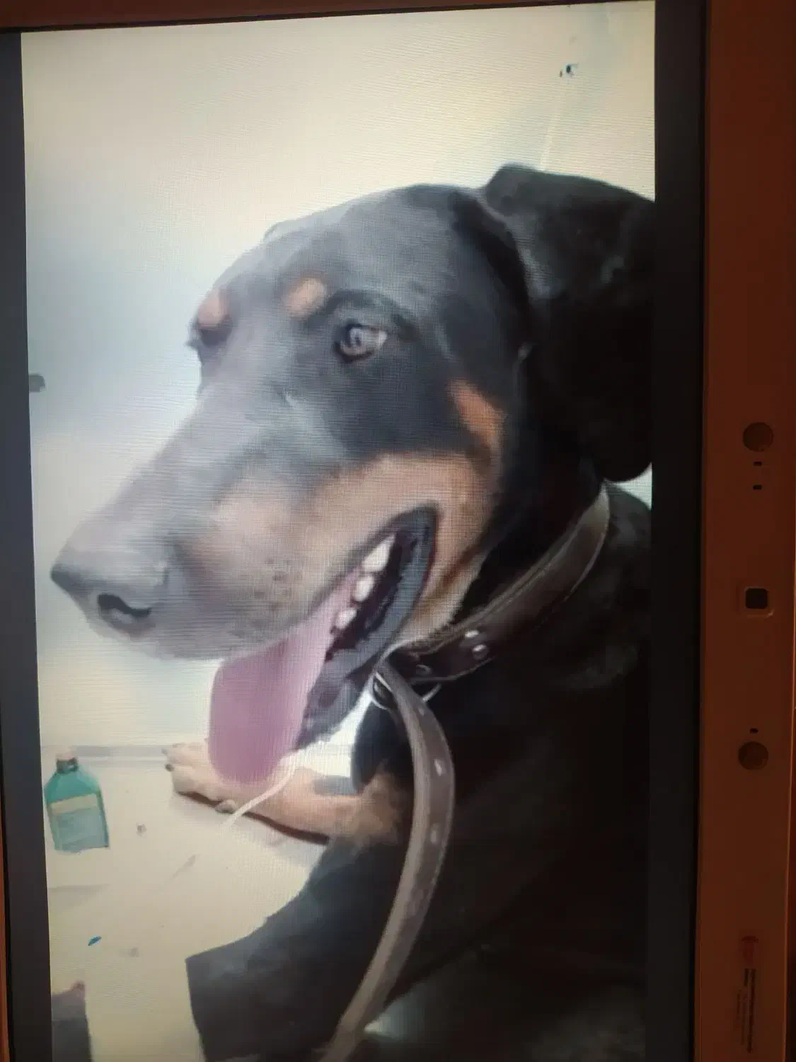 واگذاری دوبرمن نر عقیم شده|سگ|تهران, کرمان|دیوار