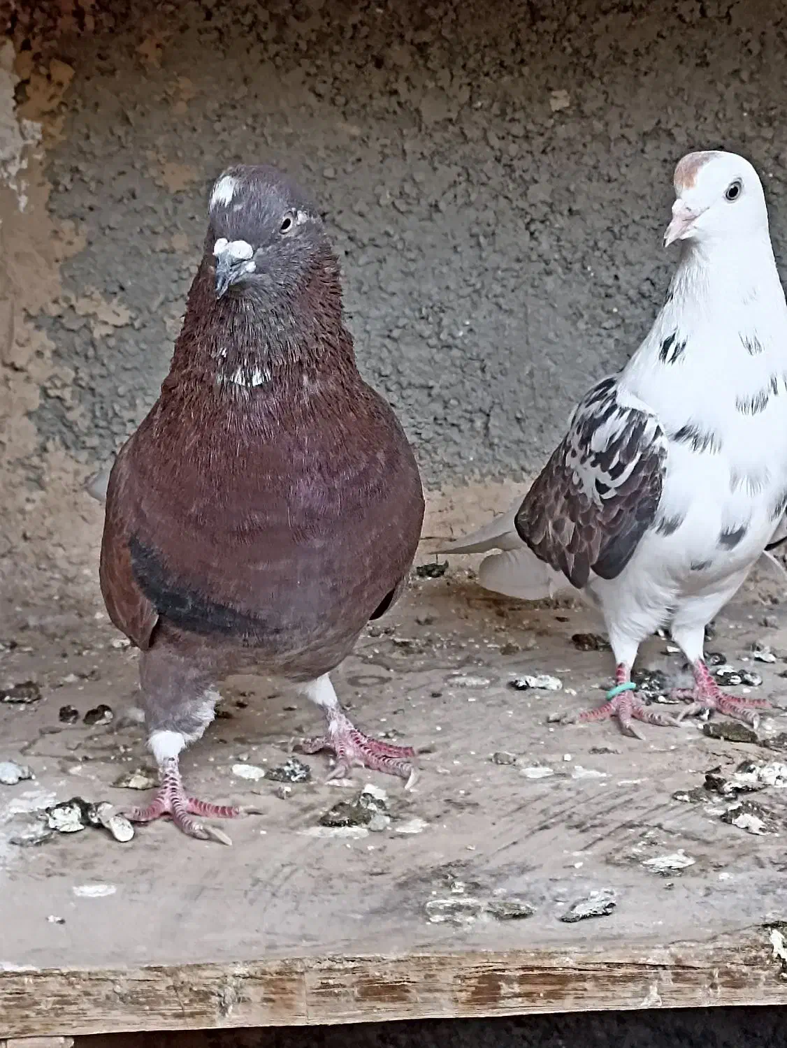 کفتر فروشی اطراف رباط کریم|پرنده|رباط‌کریم, حصار مهتر|دیوار