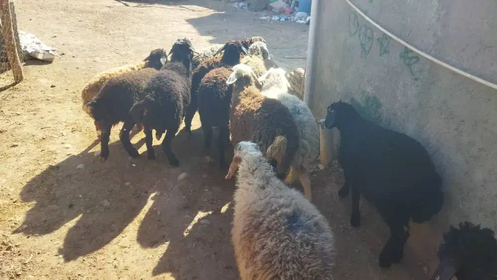 سبک سنگین نر و ماده چاق و چله جهت قربانی|حیوانات مزرعه|کرج, گلشهر|دیوار