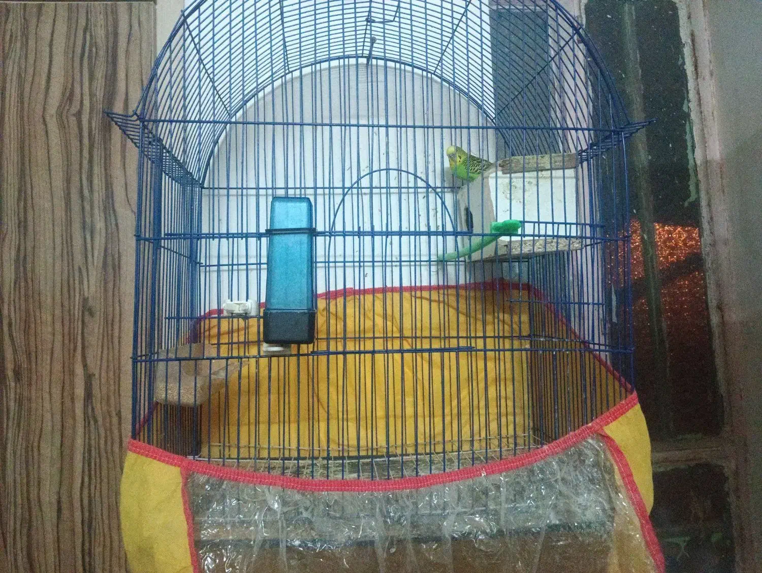 دوجفت مرغ عشق مولد|پرنده|زاهدان, |دیوار