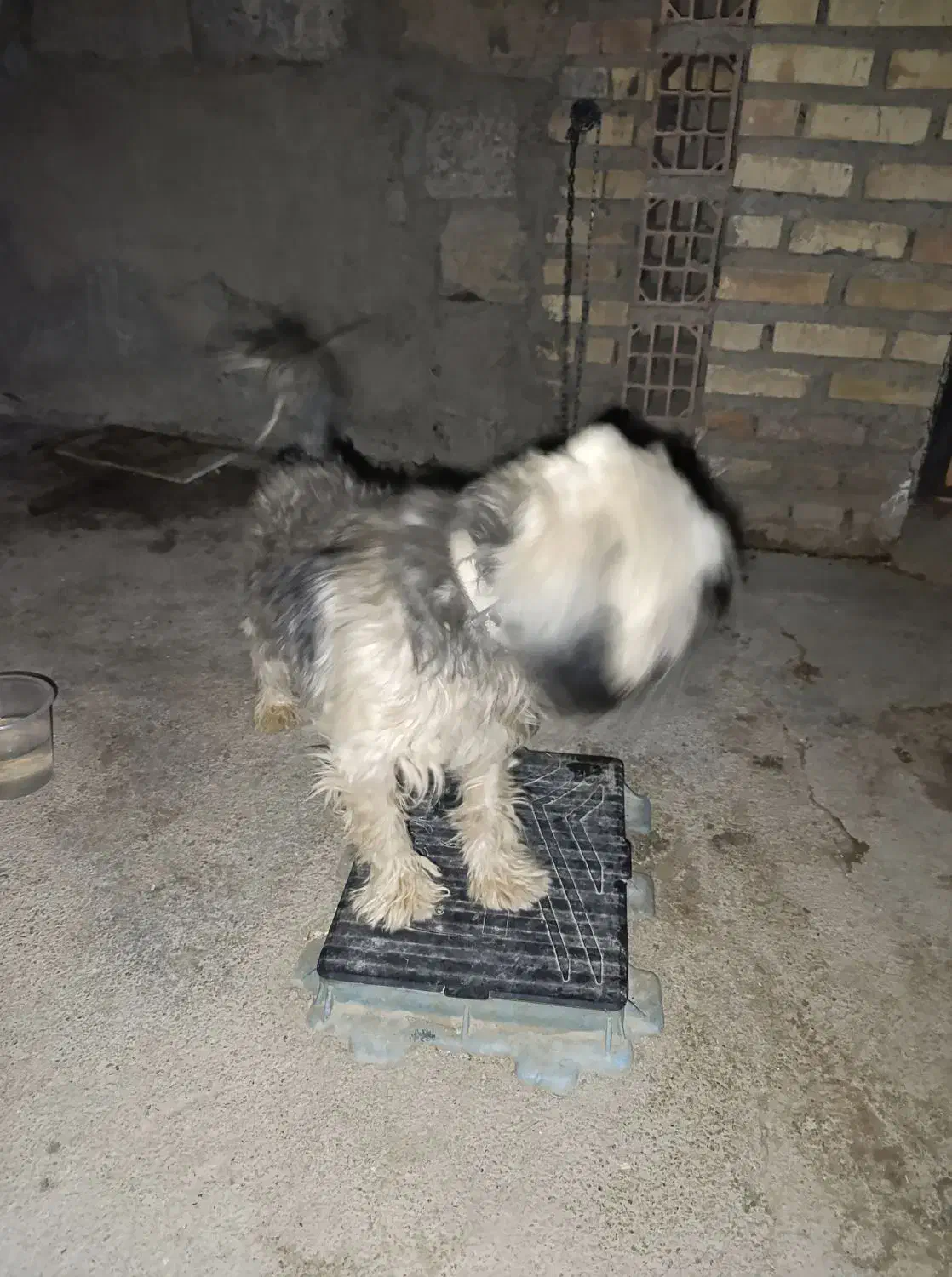 حیوانات|سگ|گنبد کاووس, |دیوار