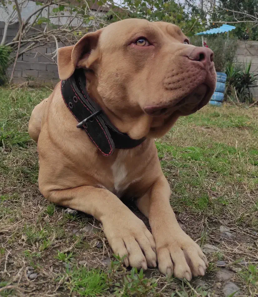 یکجفت امریکن پیتبول اصیل|سگ|سنگر, |دیوار