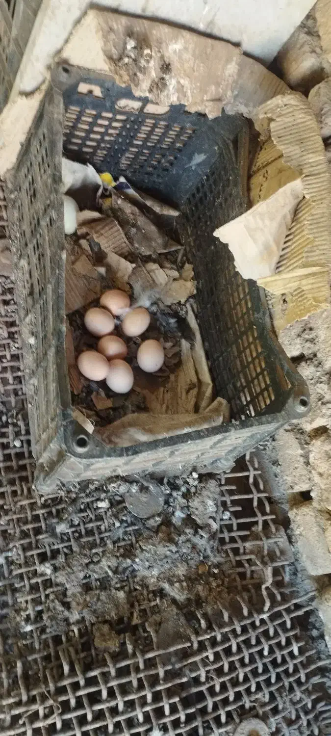 تخم مرغ طوس|حیوانات مزرعه|فاضل آباد, |دیوار