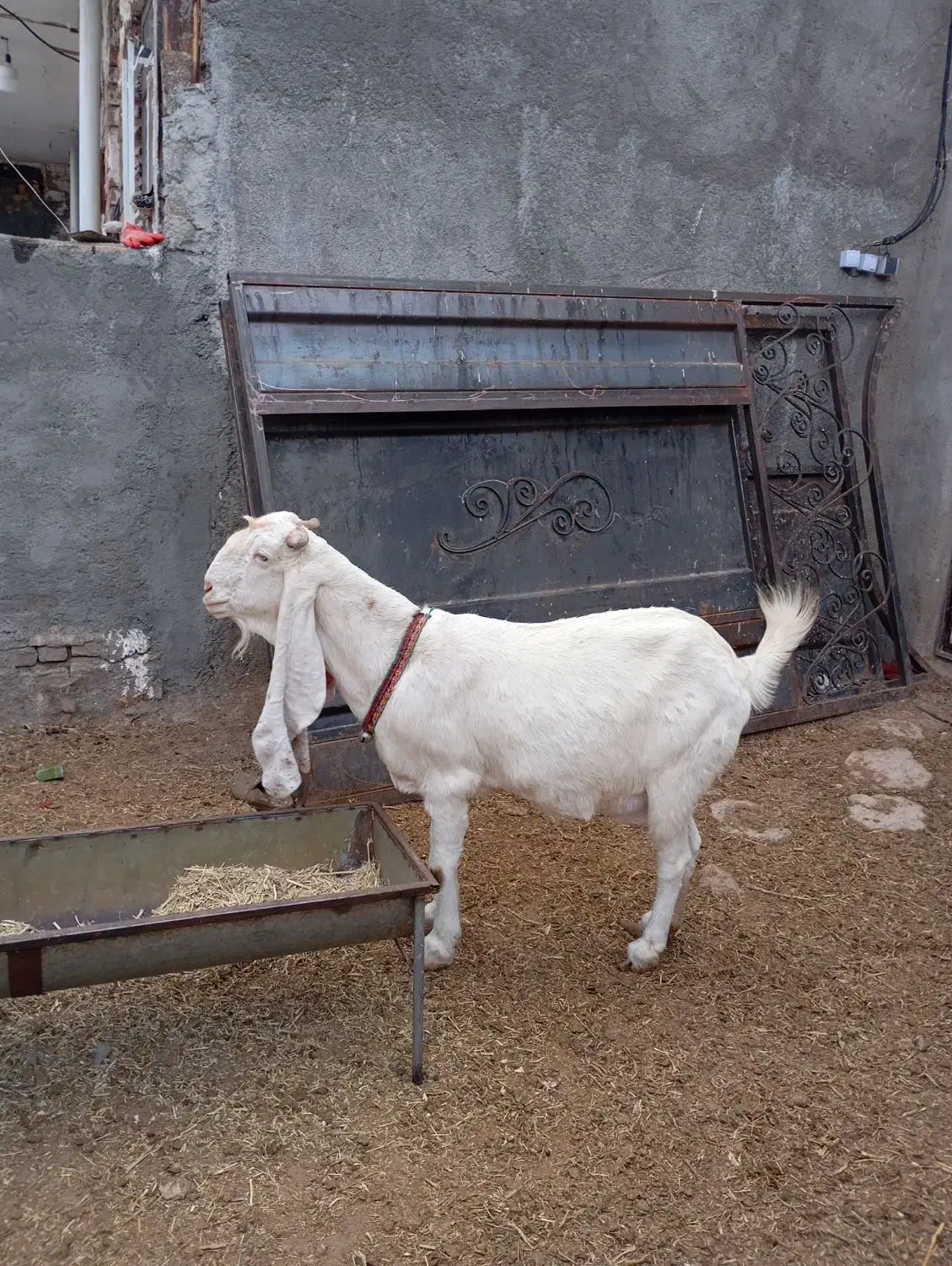 4تا بز گلابی جوان آبستن مایه دار|حیوانات مزرعه|بروجرد, |دیوار