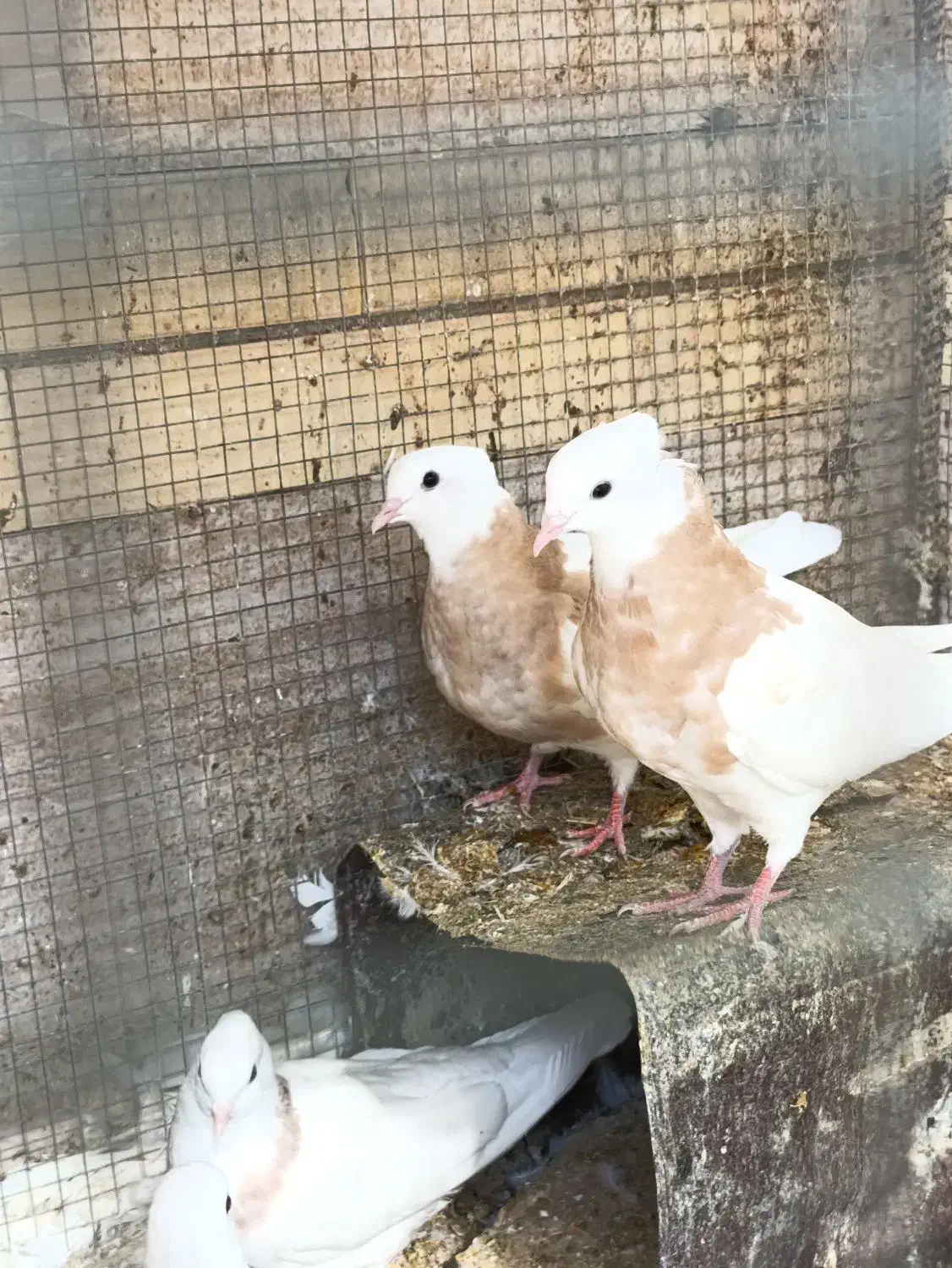 کبوتر طوقی کاکولی پاک|پرنده|طبس, |دیوار