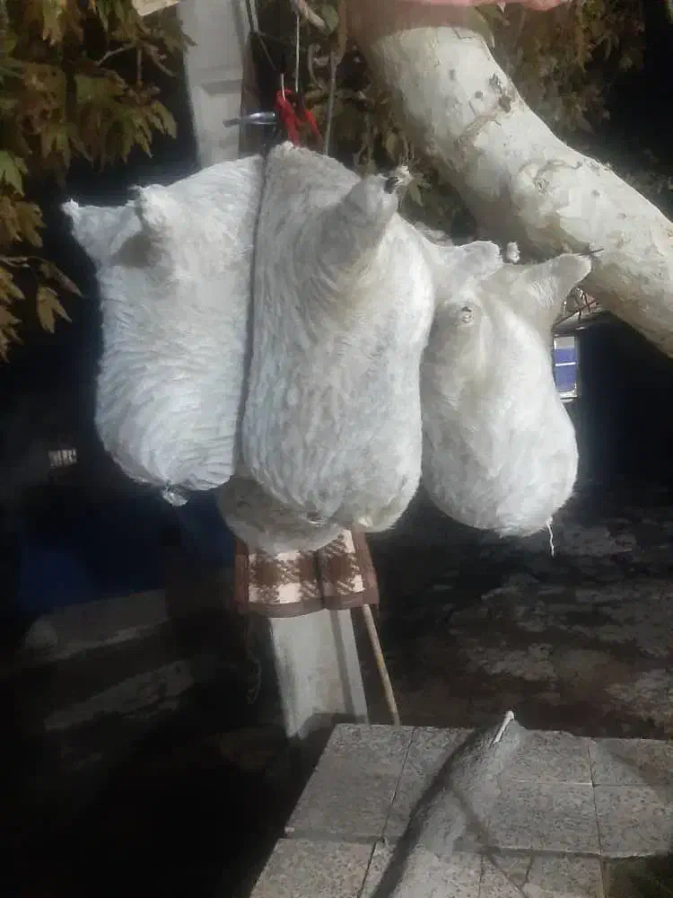 هیزه محلی نونو|ظروف نگهدارنده، پلاستیکی، یک‌بارمصرف|خرم‌آباد, |دیوار