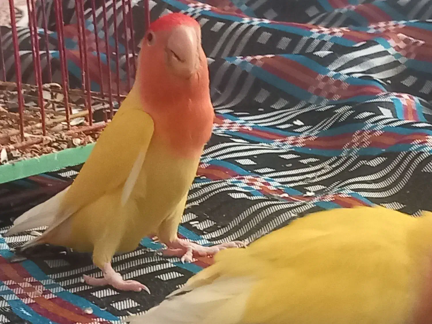 طوطی کوتوله|پرنده|اسفراین, |دیوار