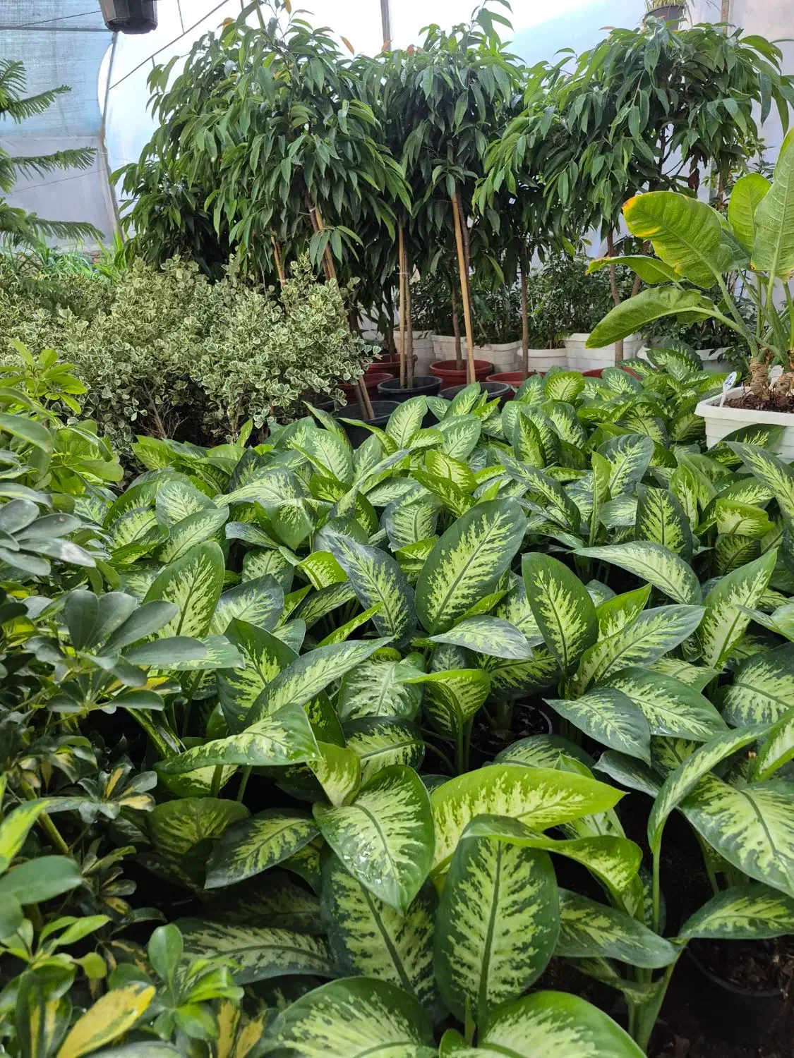 گل دیفن درگلخانه من زیر قیمت بازار|گل و گیاه طبیعی|بیرجند, |دیوار