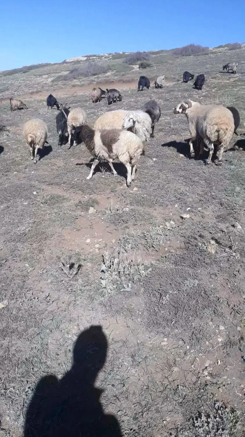 نر داشتی دوراس|حیوانات مزرعه|دیلمان, |دیوار