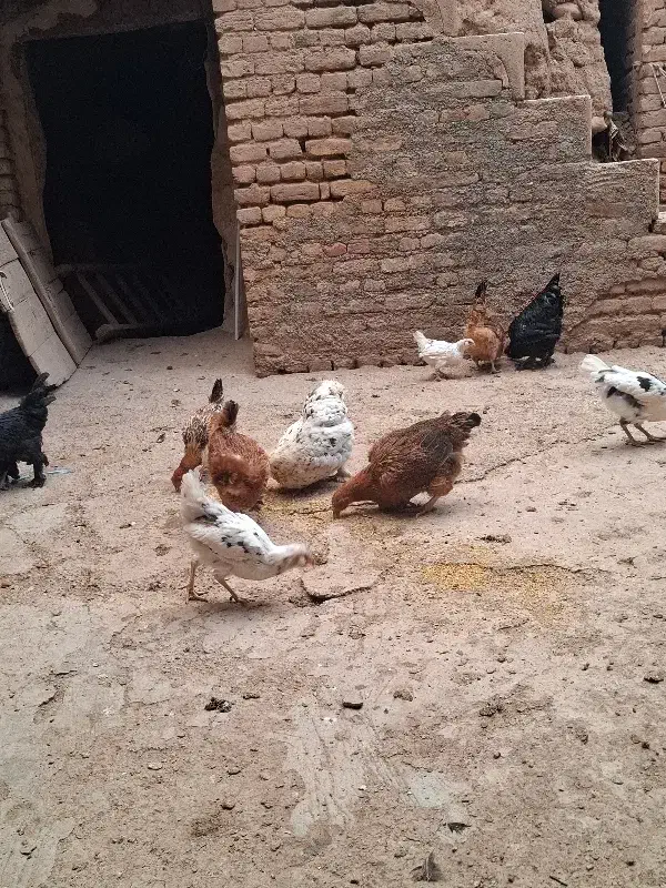 مرغ|حیوانات مزرعه|صوفیان, |دیوار