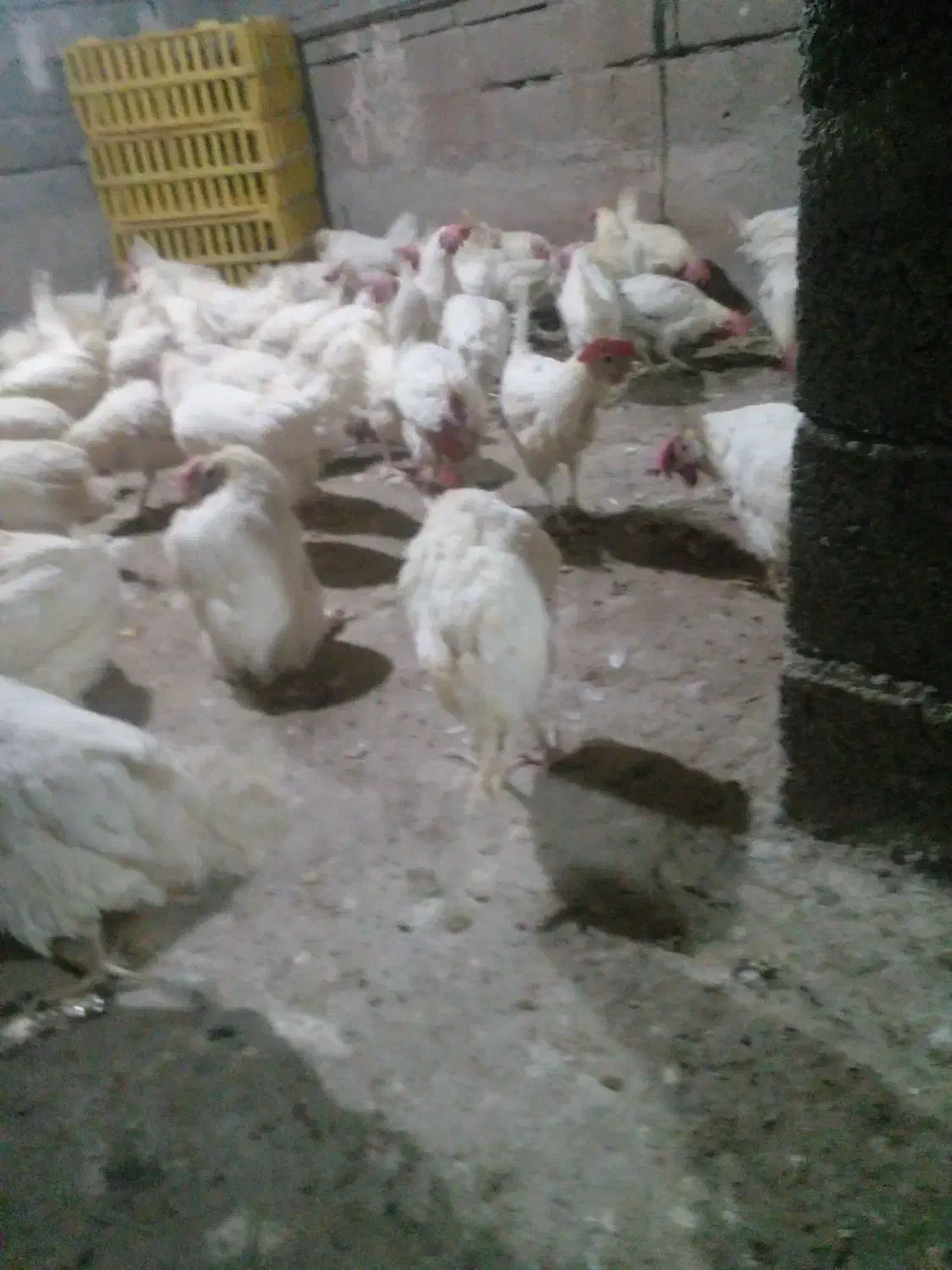 مرغ|حیوانات مزرعه|خوی, |دیوار