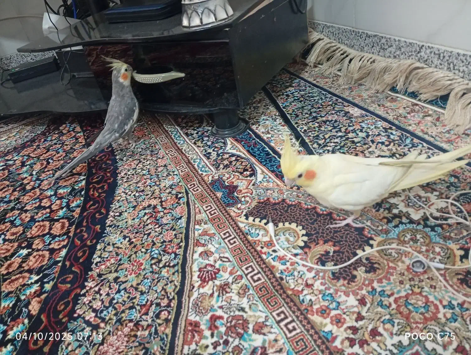 عروس لوتینو معاوضه با زرد کرمونی ماده|پرنده|تربت‌حیدریه, بالا ولایت|دیوار