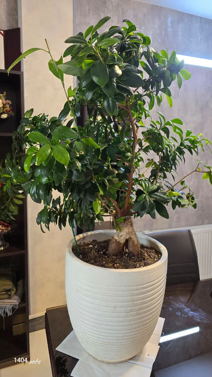 بونسای فیکوس رتوزا|گل و گیاه طبیعی|اصفهان, قلعه طبره|دیوار