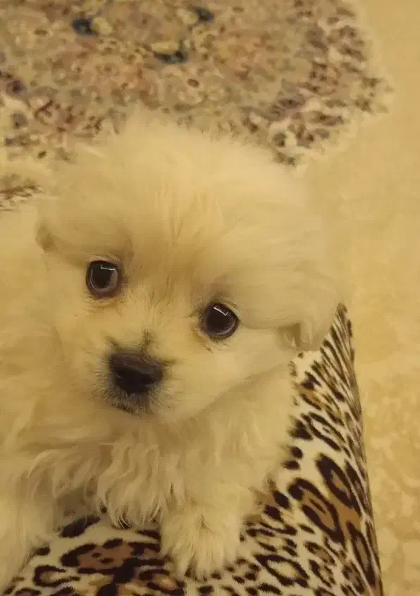 توله پامر دوماهو نیمه سایز صفر ۴۰۰گرمی|سگ|خمین, |دیوار