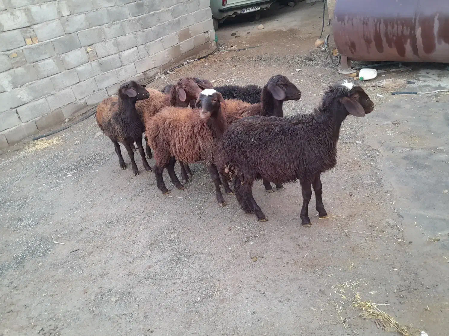 ۸راس بره گوسفند|حیوانات مزرعه|باغ حلی, |دیوار