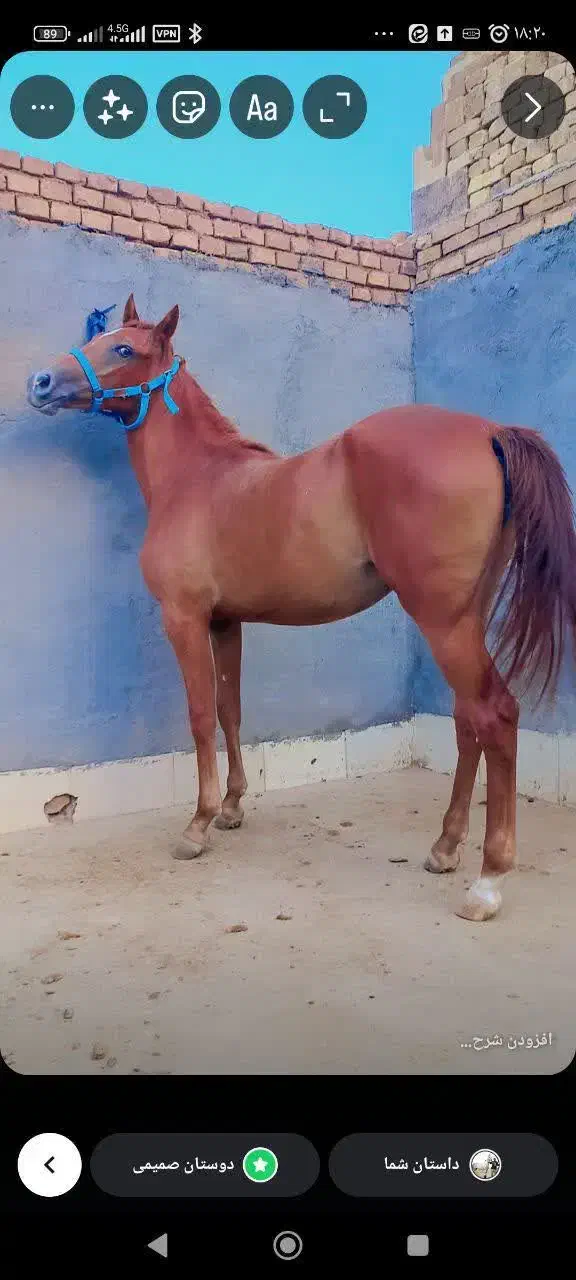 کره مادیان کرد|اسب و تجهیزات اسبسواری|اردکان, |دیوار