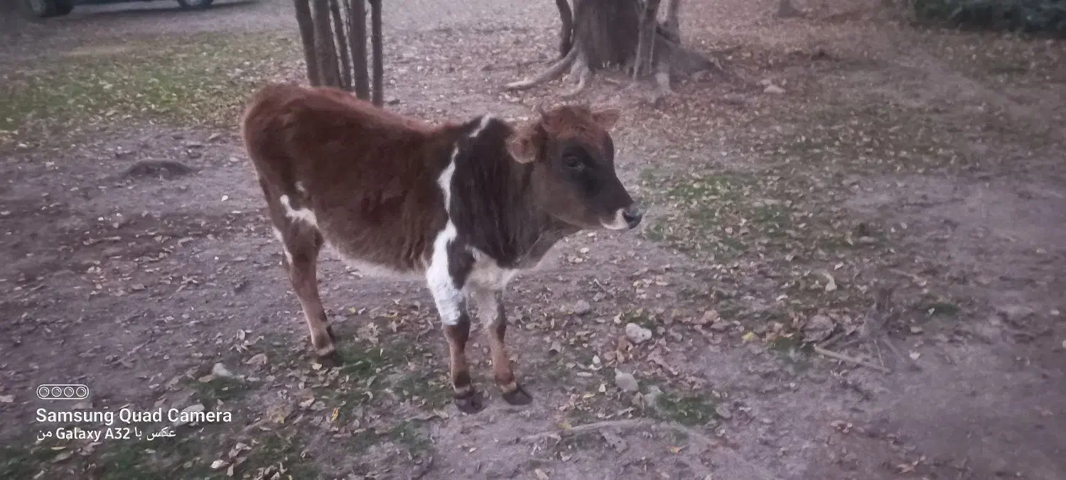 گوساله ‌ماده‌یک‌ساله|حیوانات مزرعه|سنگر, |دیوار