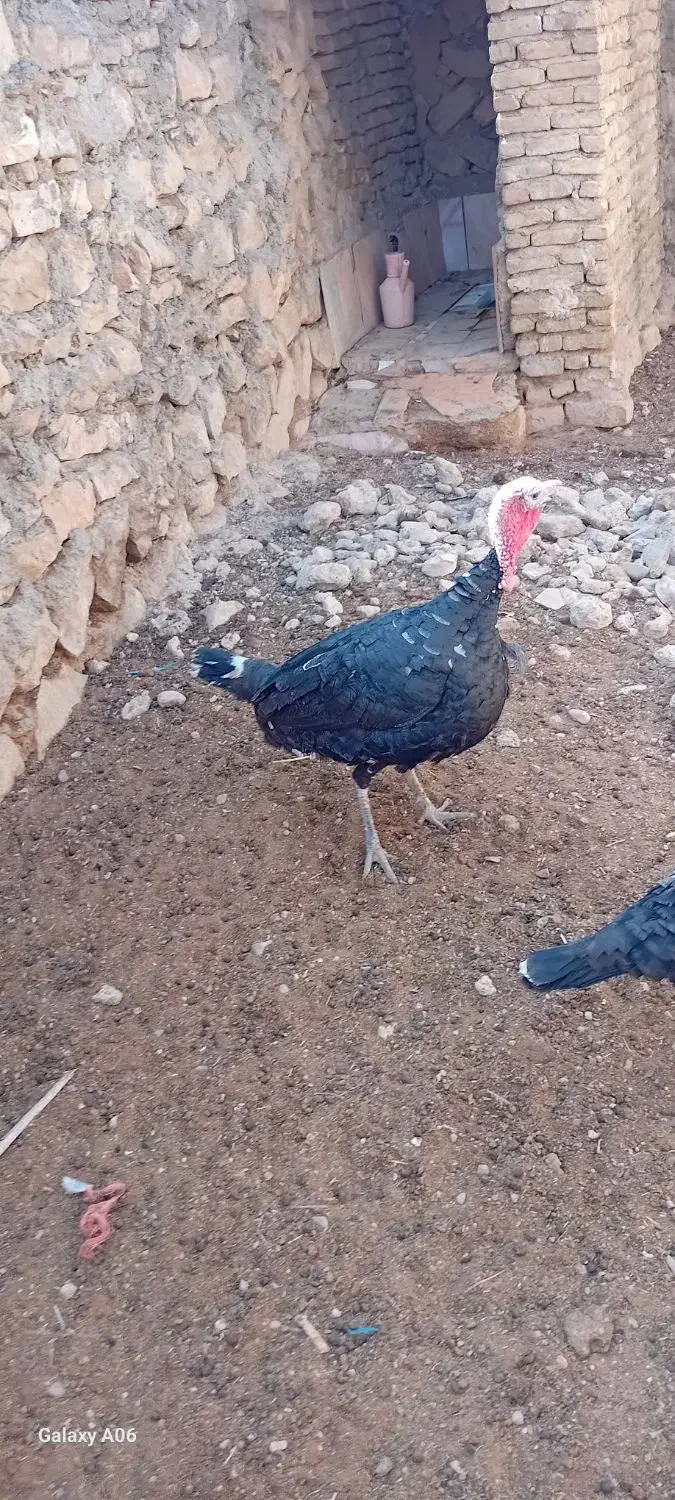 بوقلمون زنده|حیوانات مزرعه|کوهدشت, |دیوار