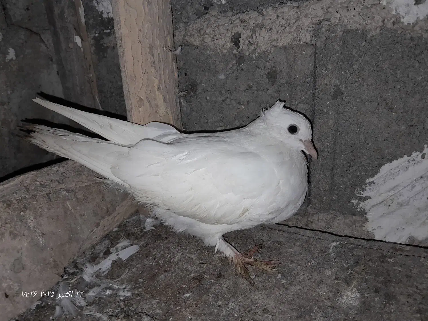 کبوتر|پرنده|رودبنه, |دیوار