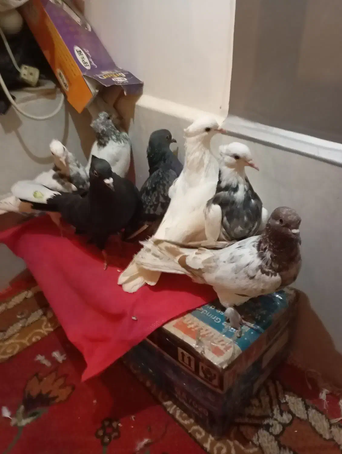 کبوتر رنگ|پرنده|قم, نوبهار|دیوار